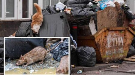 Rats ‘bigger than cats’ are roaming Britain’s second-biggest city as garbage collectors strike – CNN