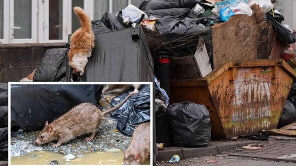 Rats ‘bigger than cats’ are roaming Britain’s second-biggest city as garbage collectors strike – CNN
