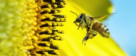Health Security Agency warning Brits as pollen levels set to be ‘very high’ – Bournemouth Echo