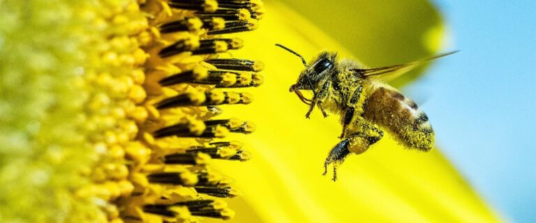 Health Security Agency warning Brits as pollen levels set to be ‘very high’ – Bournemouth Echo