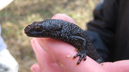 Swindon ponds are home to protected newt, survey finds – BBC