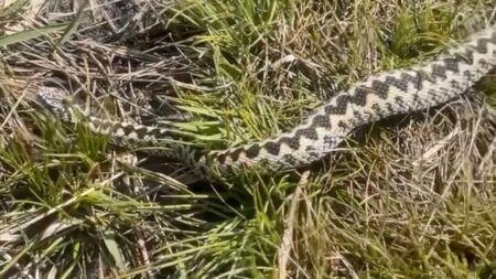 Adder: UK’s only venomous snake spotted near Abergavenny – BBC
