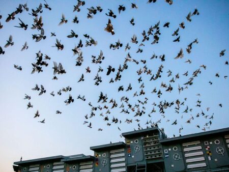 Pigeons from West of England set to fly across channel for VE Day – BBC