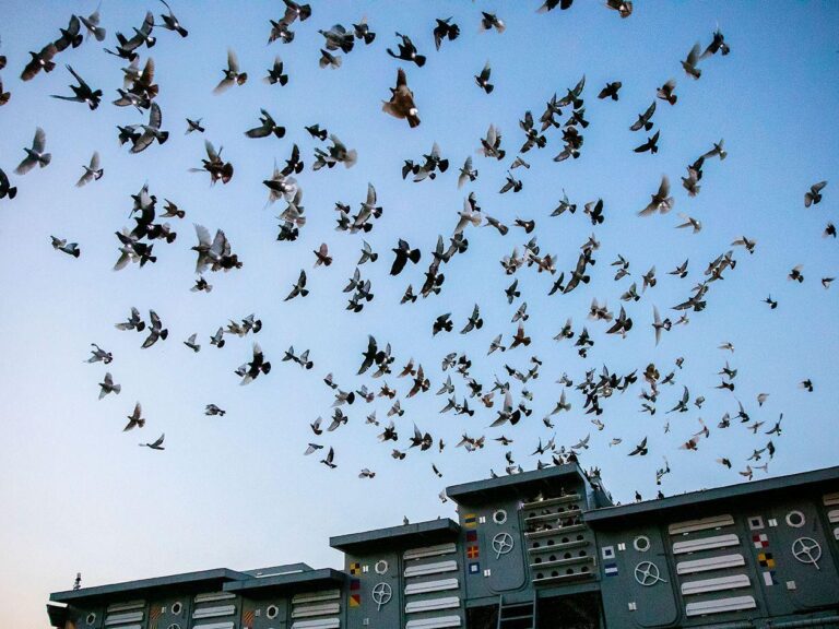 Pigeons from West of England set to fly across channel for VE Day – BBC