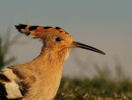 Swansea: Rare hoopoe bird with orange crown seen on Swansea Beach – BBC