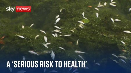 Walsall: About 90kg of dead fish removed from canal after chemical spill – Sky News