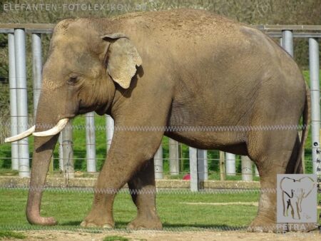 Two expected elephant calves die at Blackpool Zoo – bornfree.org.uk