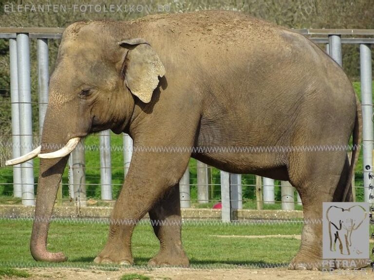 Two expected elephant calves die at Blackpool Zoo – bornfree.org.uk