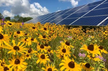 EDF’s first large-scale solar project in UK operational, community benefit fund opens – Solar Power Portal
