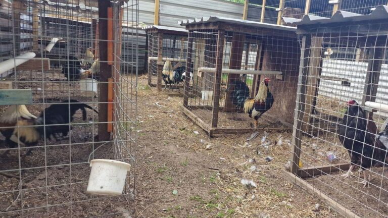 Cruel cockfighting ring uncovered after police and RSPCA raid Lancs stables – Blackpool Gazette