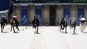 Greyhound racing at the Swindon Abbey Stadium will end this year – BBC