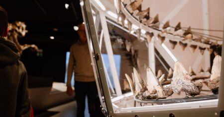 Birmingham prehistoric giants exhibition set for summer opening – BBC