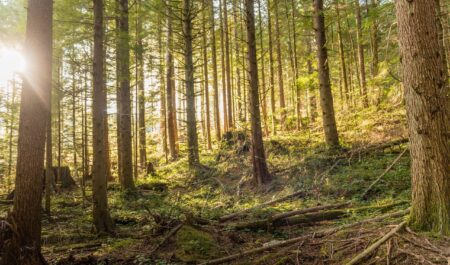 Trees, food, and future forests: How research at the University of Nottingham is shaping UK reforestation – University of Nottingham