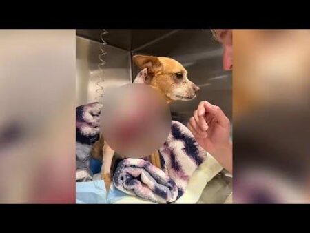 Chihuahua attacked by XL Bully and killed in Plymouth hit and run – Plymouth Live