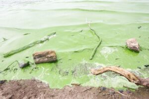 Blue-green algae from Lough Neagh displayed during Belfast Photo Festival – Ealing Times
