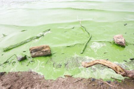 Blue-green algae from Lough Neagh displayed during Belfast Photo Festival – Ealing Times