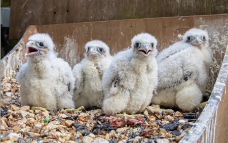 Updated – Cathedral Peregrine Webcams – The Association of English Cathedrals