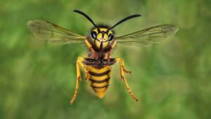 Wiltshire in pictures: A Swindon legend, insects and wrapathons – BBC