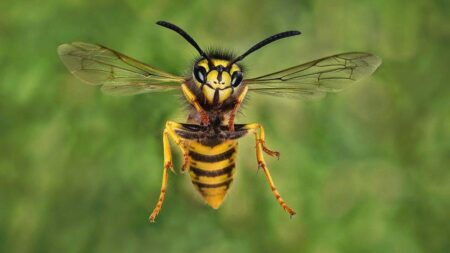 Wiltshire in pictures: A Swindon legend, insects and wrapathons – BBC