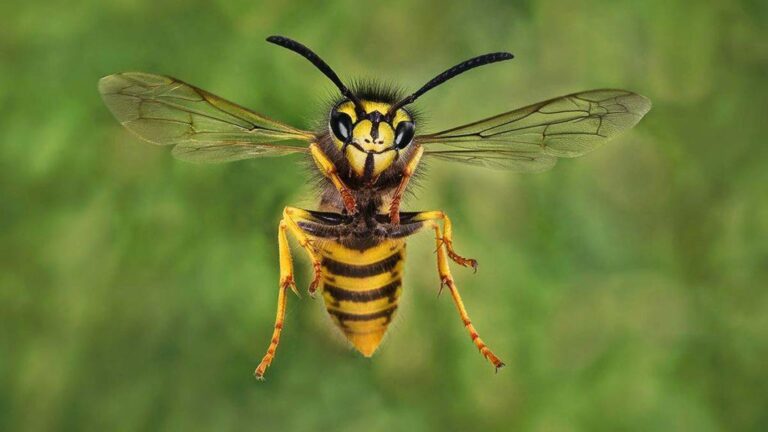 Wiltshire in pictures: A Swindon legend, insects and wrapathons – BBC