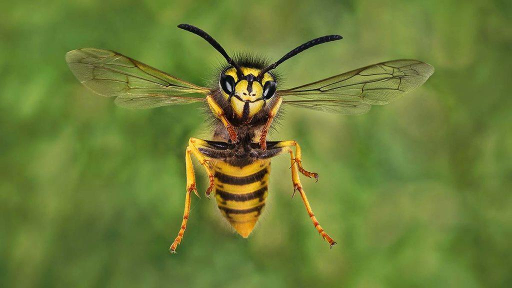 Wiltshire in pictures: A Swindon legend, insects and wrapathons – BBC
