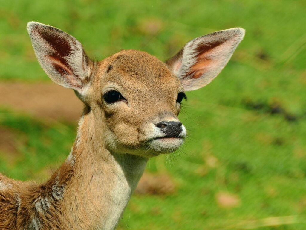 Injured deer causes A38 closure in Plymouth – BBC