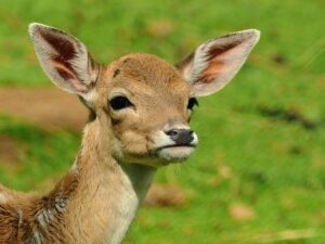 Injured deer causes A38 closure in Plymouth – BBC