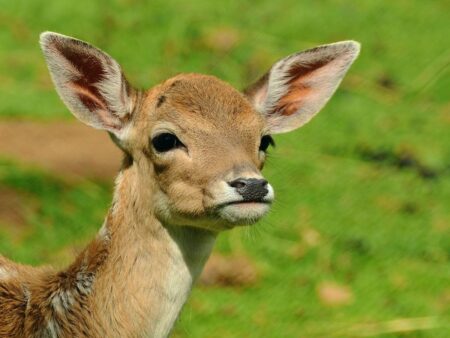 Injured deer causes A38 closure in Plymouth – BBC