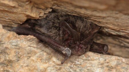 Thriving bat population detected at Sutton Hoo near Woodbridge – BBC