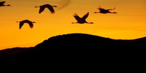 Ringing in nature’s return: Derby celebrates swift migration with ‘Bells for Birds’ initiative – GOV.UK blogs