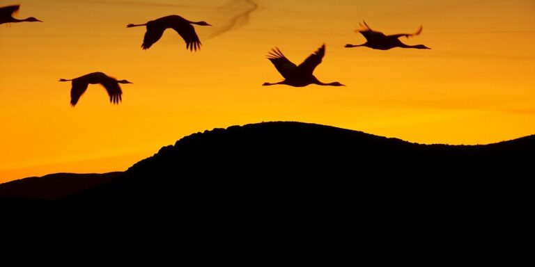 Ringing in nature’s return: Derby celebrates swift migration with ‘Bells for Birds’ initiative – GOV.UK blogs
