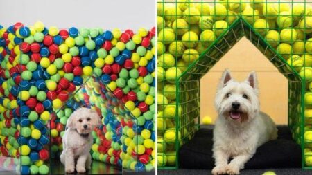 Platinum status: Portsmouth Kennels win top-dog award ninth year in a row – Portsmouth City Council