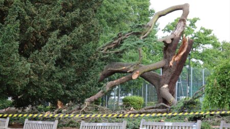 One child killed and another in critical condition after tree falls in Essex park – The Guardian