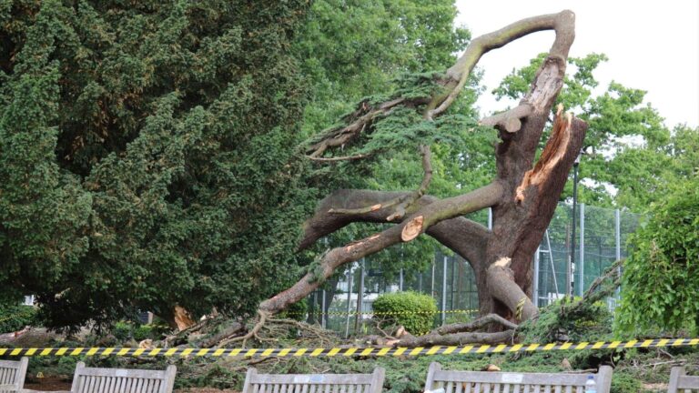 One child killed and another in critical condition after tree falls in Essex park – The Guardian
