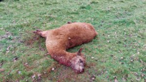 Four alpacas shot dead in field in Cambridgeshire – The Guardian