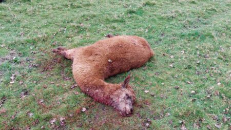 Four alpacas shot dead in field in Cambridgeshire – The Guardian