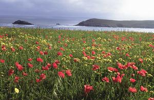 Bronte Country to become country’s newest National Nature Reserve – GOV.UK