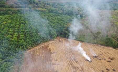 Forest destruction rivalling the size of Liverpool caused by UK imports last year – Global Witness