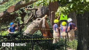 Southend tree fall tragedy: What do we know so far? – BBC