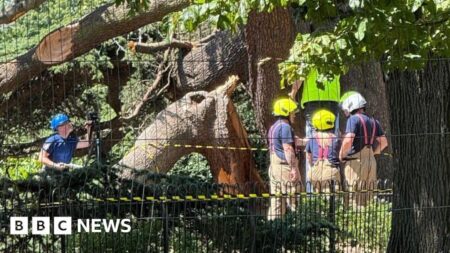 Southend tree fall tragedy: What do we know so far? – BBC