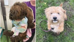 Two dogs missing from Wolverhampton home found dead in canal – BBC