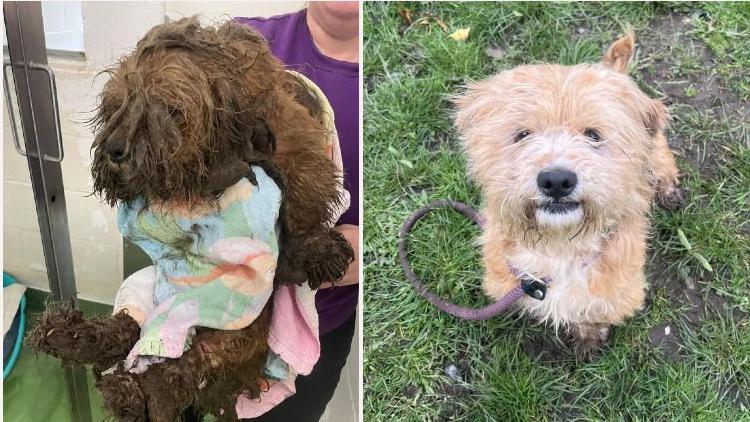 Two dogs missing from Wolverhampton home found dead in canal – BBC