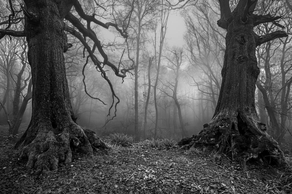 Southend tree that killed child was propped up for decades – BBC