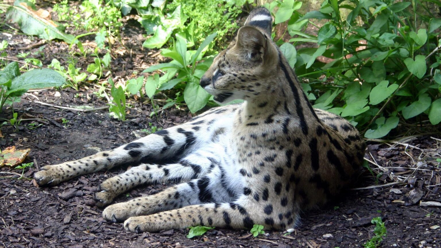 Serval cat back home in Plymouth after suspected break-in – BBC