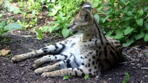 Serval cat back home in Plymouth after suspected break-in – BBC