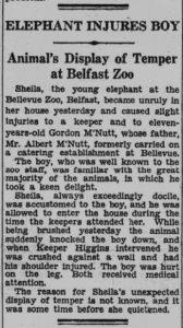 Belfast History Explained: Who was Sheila the Elephant? – Belfast Telegraph