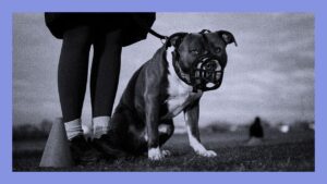Rational Voice Emerges in the UK as Violence by the XL Bully Surges – Dr. Lawrence Newport – DogsBite Blog