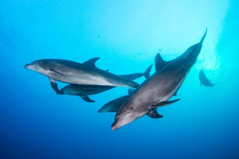 Popular Durham seaside town known for dolphin-watching to get train link from London – Islington Gazette