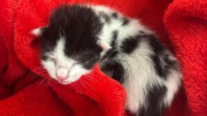 West Midlands Fire Service rescue kitten from a wall in Walsall – BBC