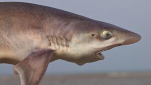 Belfast: Connswater shark sighting was ‘quite a surprise’ – BBC